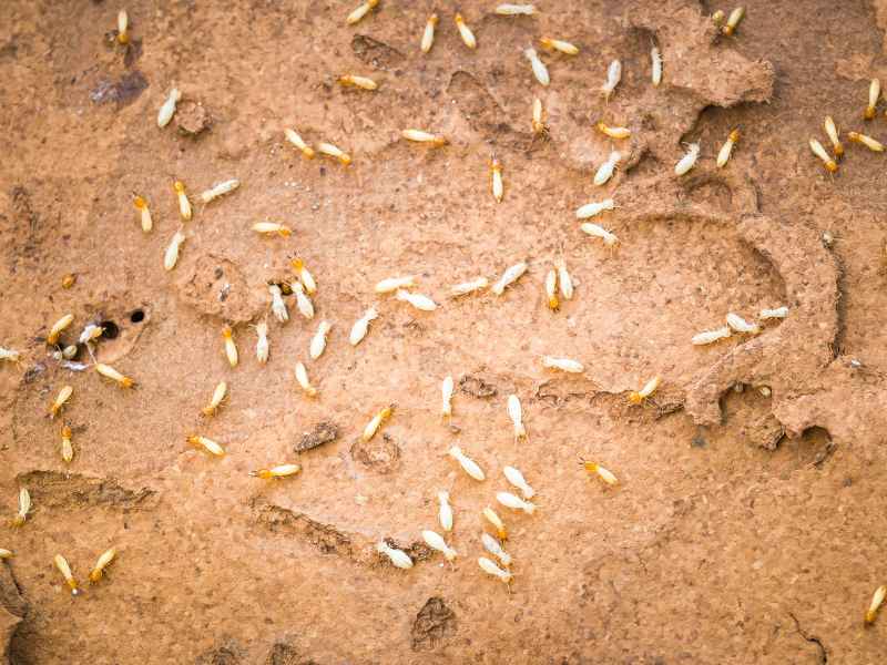 Frequency of pest control in Glenolden - Bug Away
