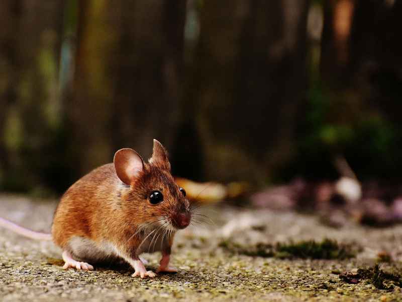 mouse removal Glenolden