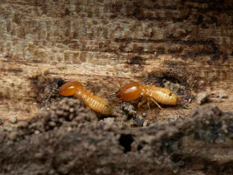 commercial termite protection Glenolden PA - Bug Away