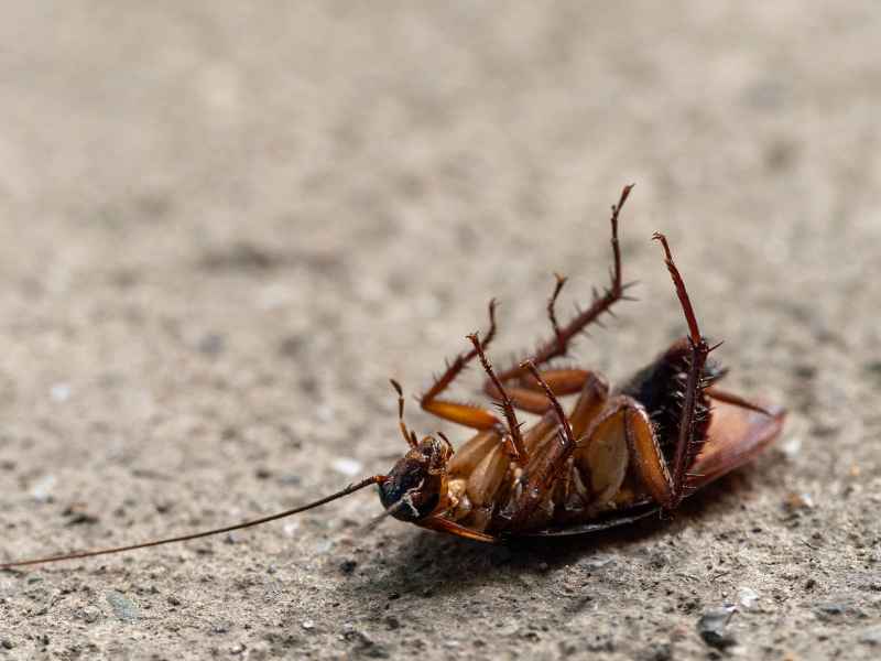 preventive pest control works against PA's toughest pests - Bug Away