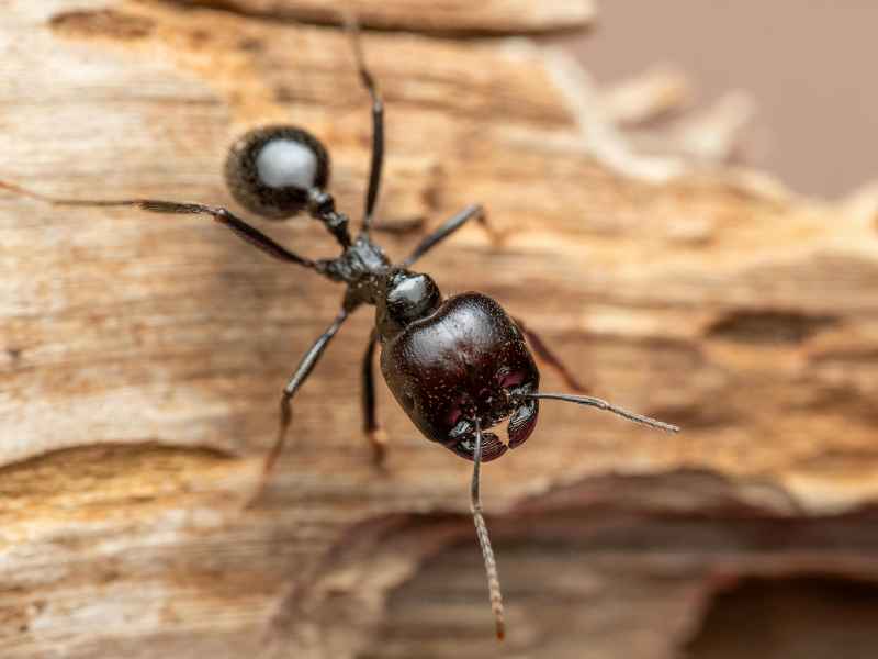 ant and carpenter ant control Glenolden - Bug Away