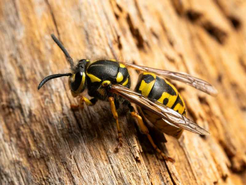 bee and wasp control Glenolden - Bug Away