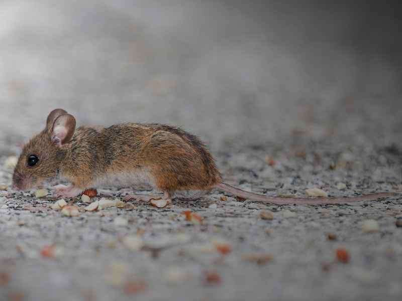 mouse removal in Glenolden - Bug Away