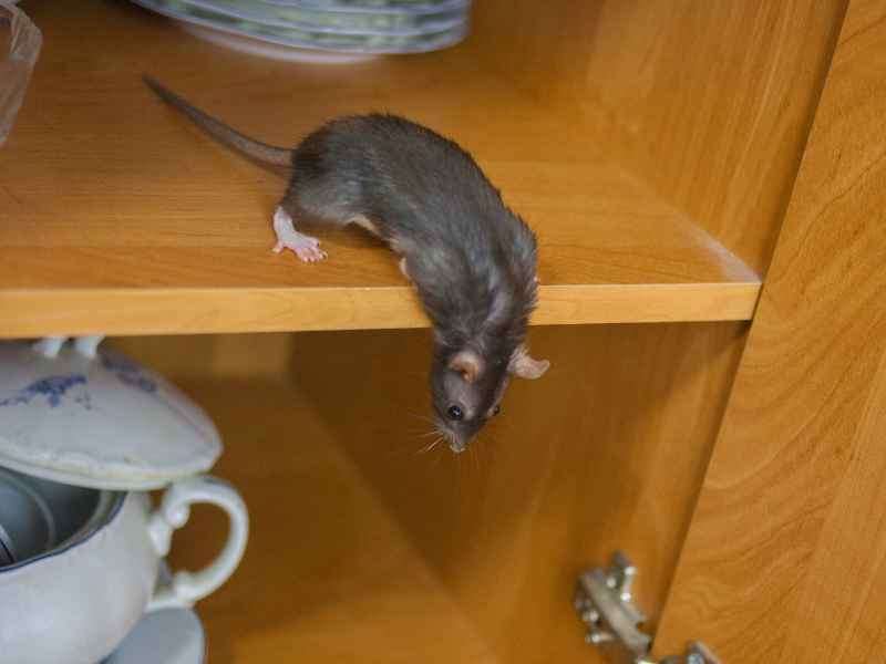 rat extermination in Glenolden - Bug Away