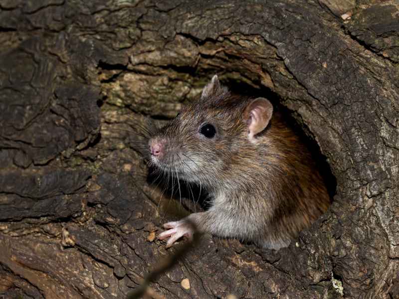 monitor rodent bait stations in Glenolden - Bug Away