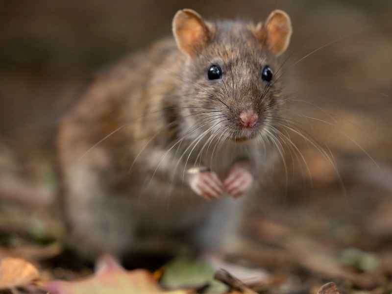 rodent pest control Glenolden - Bug Away