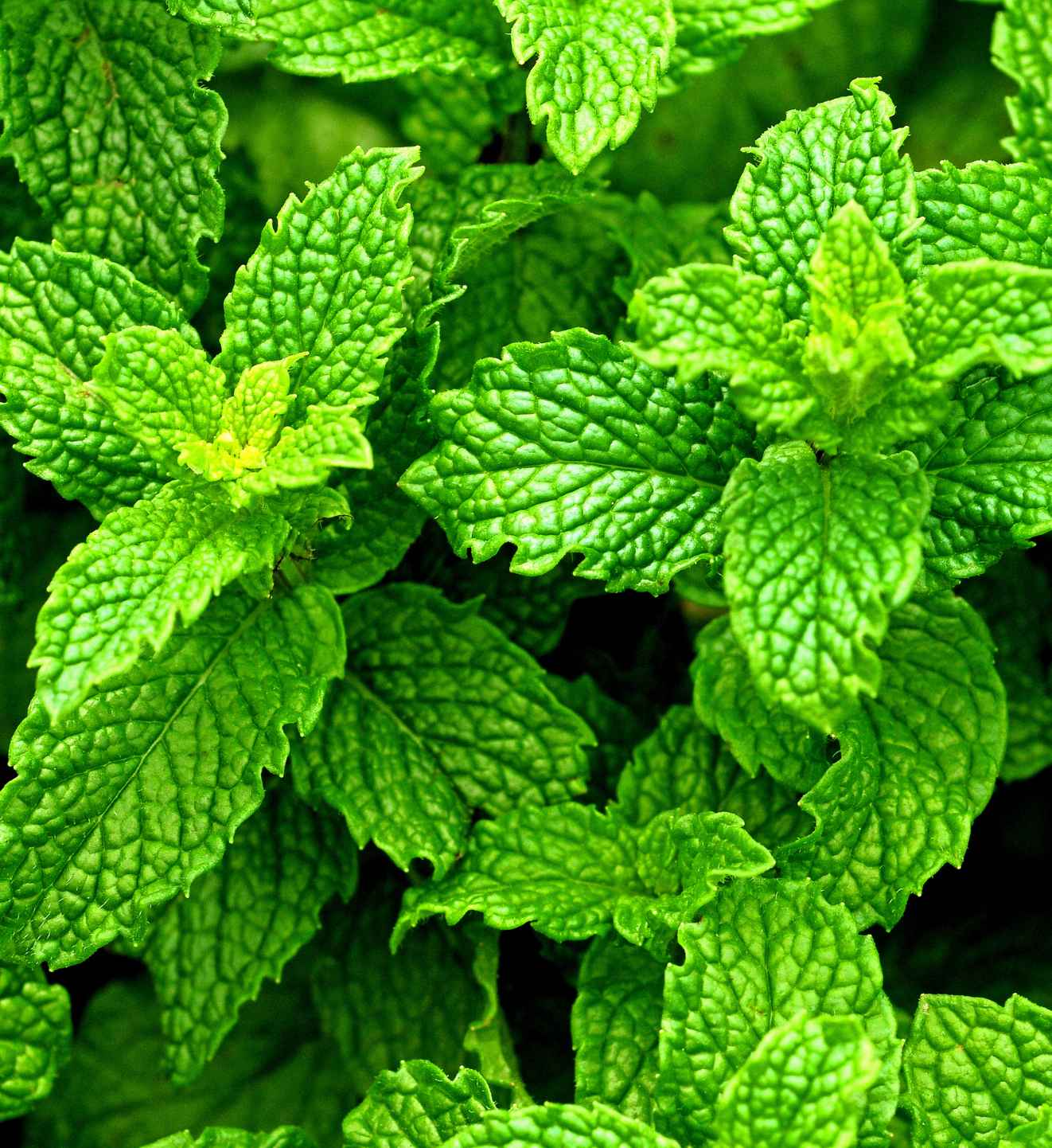 strong scents repel rodents naturally - Bug Away