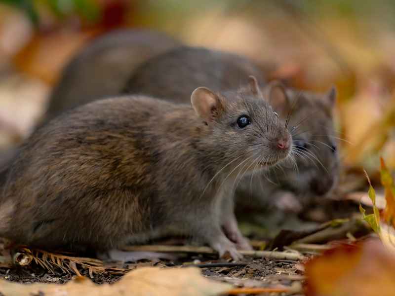 year-round prevention of rodents in Glenolden