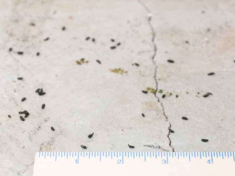 mouse droppings a clear sign - Bug Away