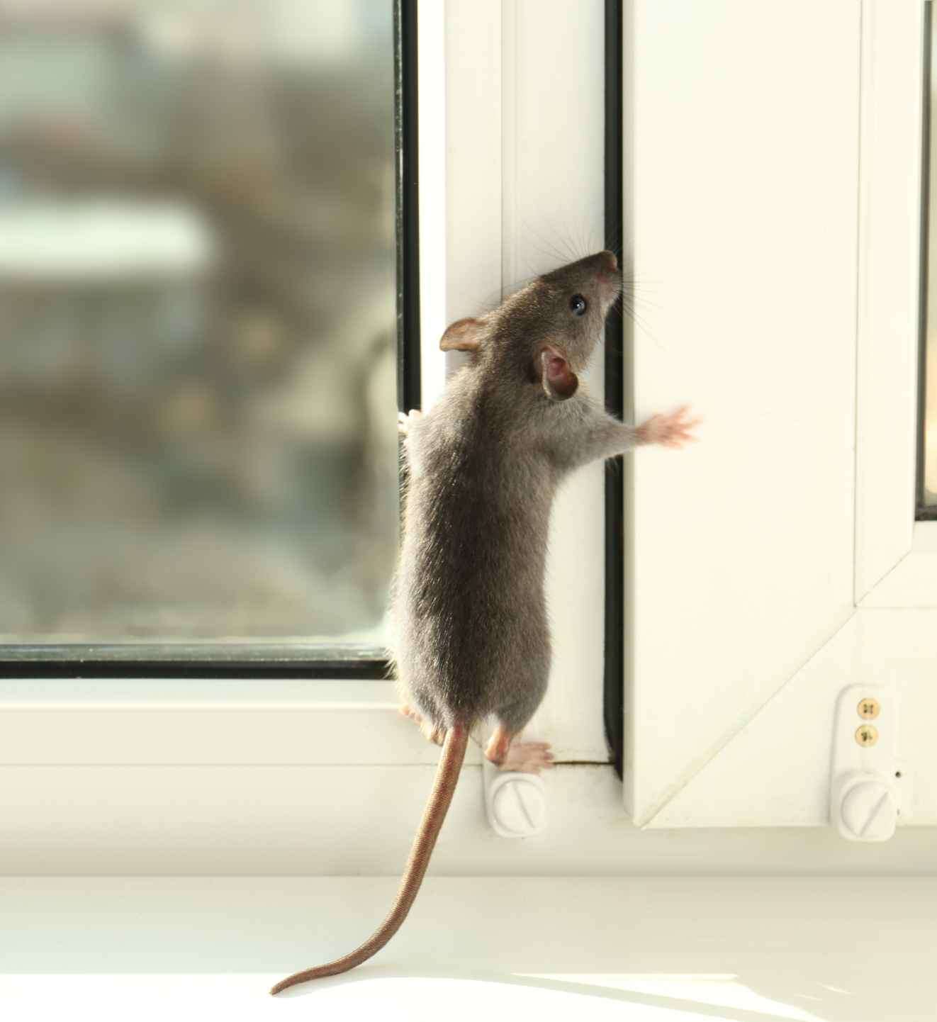 how to prepare your home for an exterminator - Bug Away