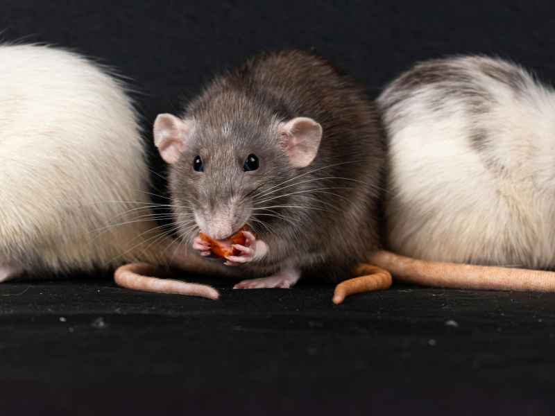 rat extermination Glenolden - Bug Away