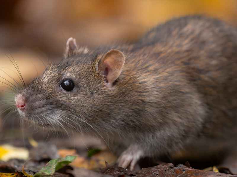 signs of rat infestation - Bug Away