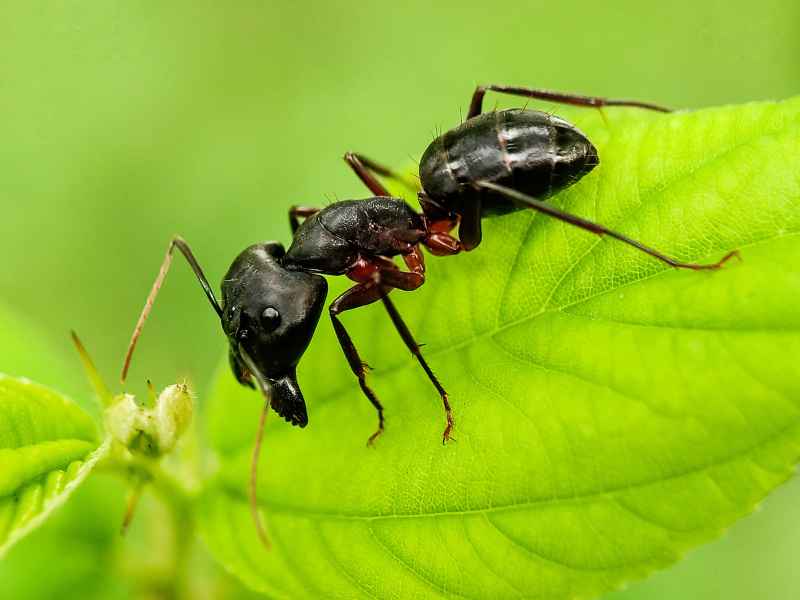 ant control Glenolden - Bug Away