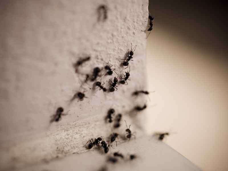 correct identification of ants - Bug Away