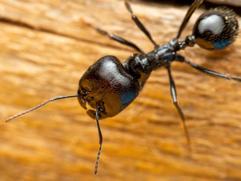 preventing future ant intrusions in Glenolden - Bug Away