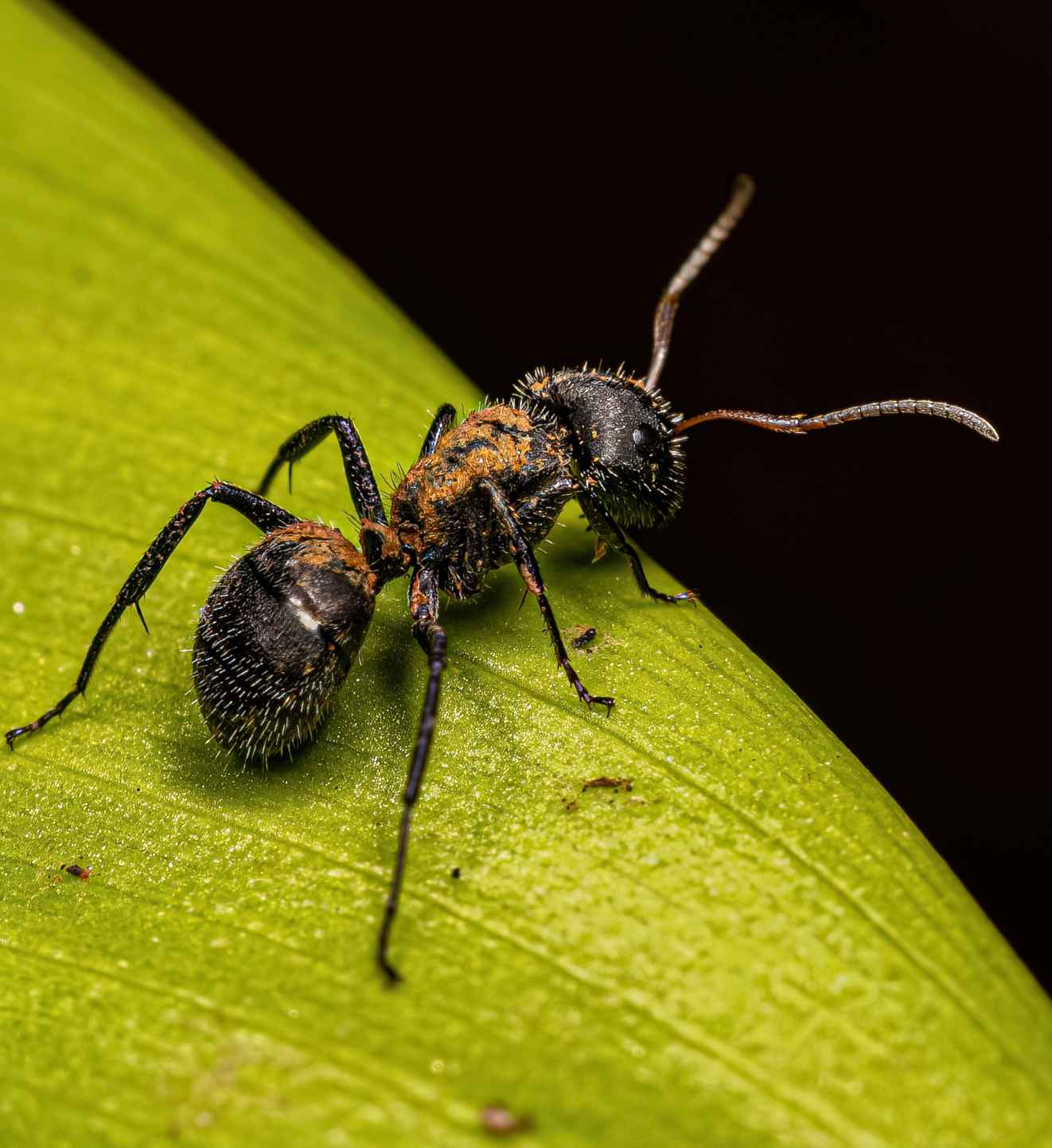 why ant colonies expand so quickly - Bug Away