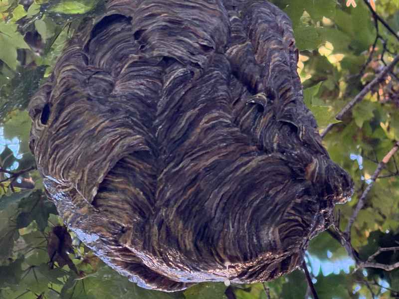 Large paper wasp nest hanging in a tree in Glenolden, PA