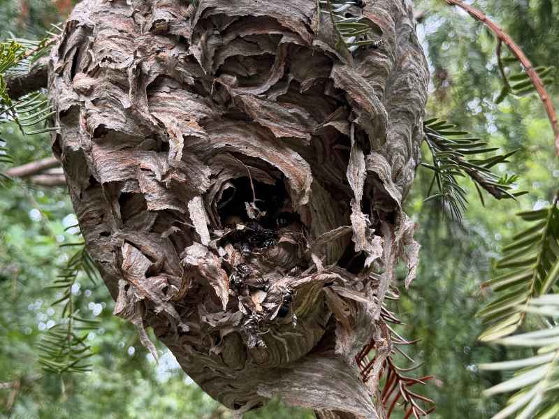 Hornet nest with an open entrance hidden in a tree