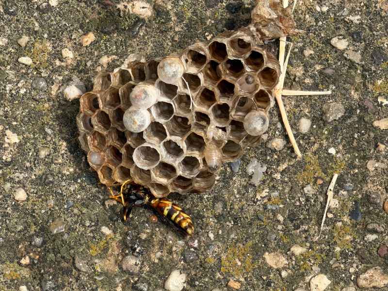 Paper wasp comb with a wasp at ground level