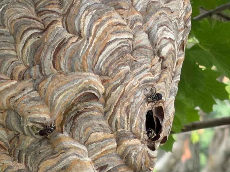 Wasps at the entrance of a large hornet nest