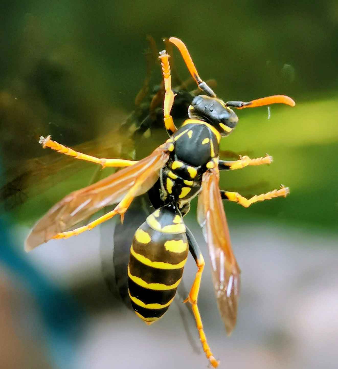 Paper wasp on a window in a Delaware County home