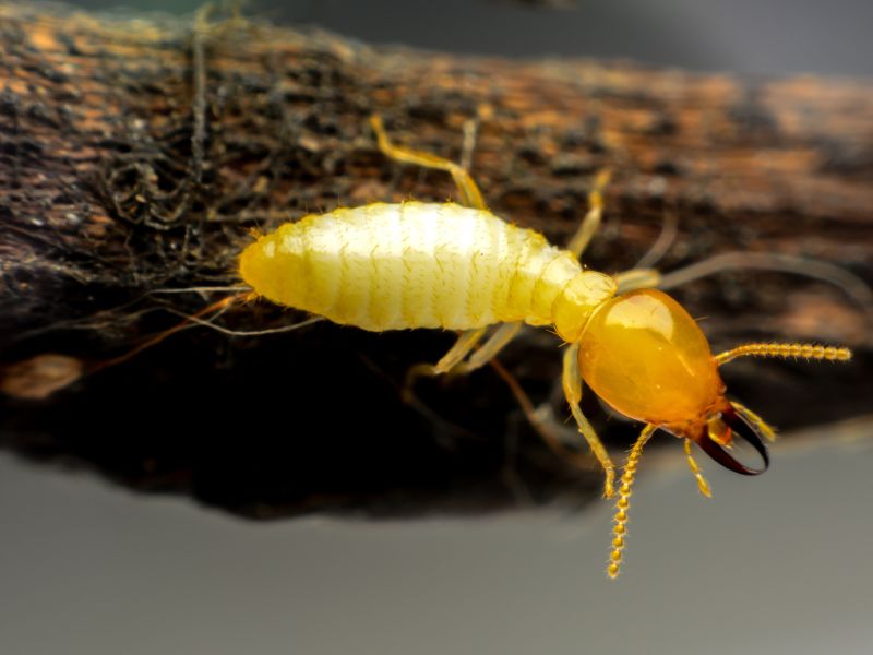 Termite inspection in Glenolden, PA checking for mud tubes and wood damage