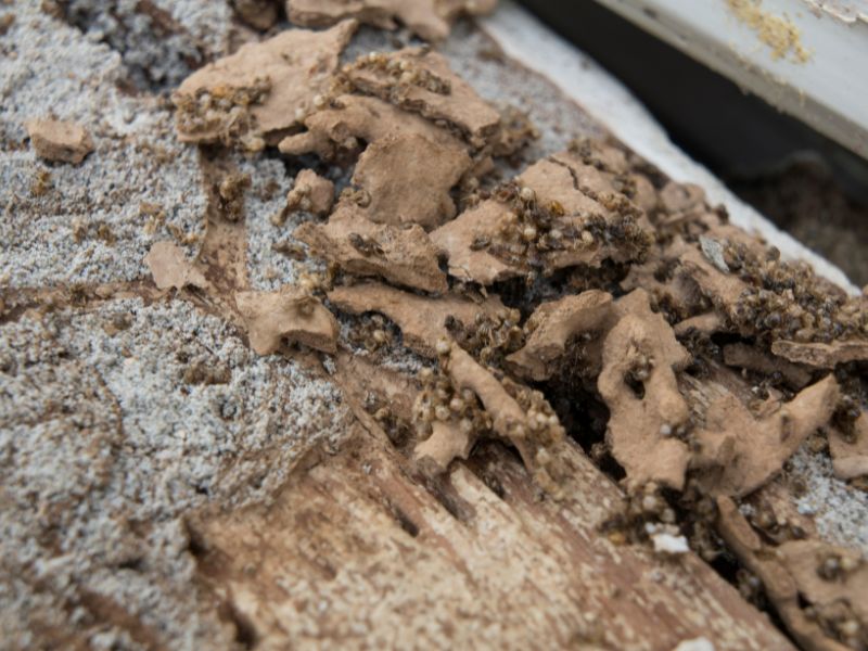 Wood-destroying insect control for carpenter ants and wood-boring beetles in Glenolden, PA